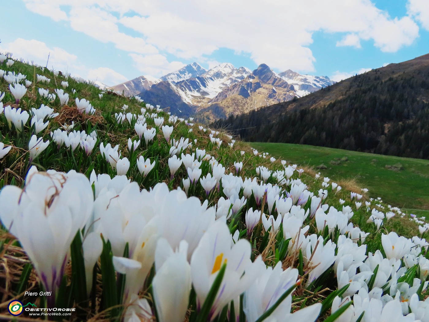 57 Omaggio floreale di crocus ai Tre Signori ed amici .JPG